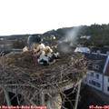 05_40-nest.jpg