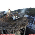 05_50-nest.jpg