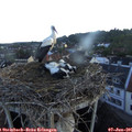 05_55-nest.jpg