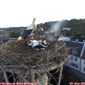 06_00-nest.jpg