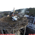 06_05-nest.jpg