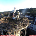 06_10-nest.jpg