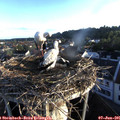 06_15-nest.jpg