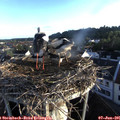 06_20-nest.jpg