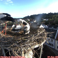 06_25-nest.jpg