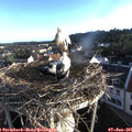 06_30-nest.jpg