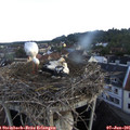 06_35-nest.jpg