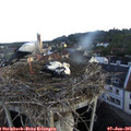 06_40-nest.jpg