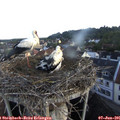 06_45-nest.jpg