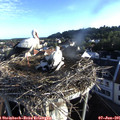06_50-nest.jpg