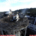 06_55-nest.jpg