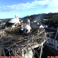 07_00-nest.jpg