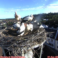 07_10-nest.jpg