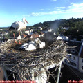 07_15-nest.jpg