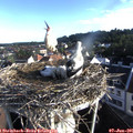 07_20-nest.jpg
