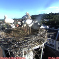 07_25-nest.jpg