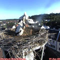 07_30-nest.jpg