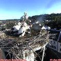 07_35-nest.jpg