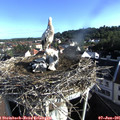 07_45-nest.jpg