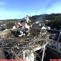 07_50-nest.jpg