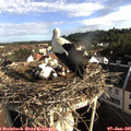 07_55-nest.jpg