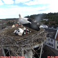 08_00-nest.jpg