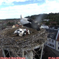 08_05-nest.jpg