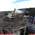 08_10-nest.jpg