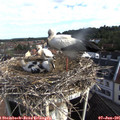 08_15-nest.jpg
