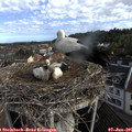 08_20-nest.jpg