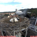 08_25-nest.jpg