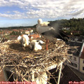 08_30-nest.jpg