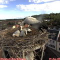 08_40-nest.jpg