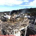 08_45-nest.jpg