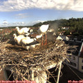 08_50-nest.jpg
