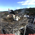 09_00-nest.jpg