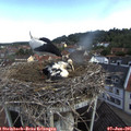 09_05-nest.jpg