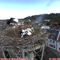 09_10-nest.jpg
