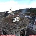 09_15-nest.jpg