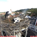 09_20-nest.jpg