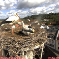09_30-nest.jpg