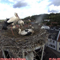 09_35-nest.jpg