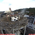 09_40-nest.jpg
