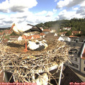 09_45-nest.jpg