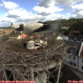 09_50-nest.jpg