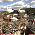 09_55-nest.jpg