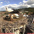 10_00-nest.jpg