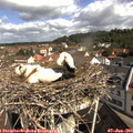 10_10-nest.jpg
