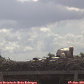 10_15-mast.jpg