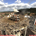 10_20-nest.jpg